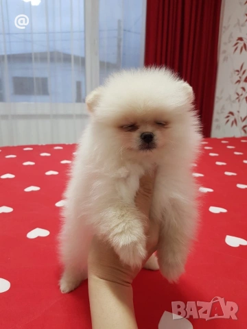 Померан померанчета Гр София, снимка 6 - Померан - 54014233