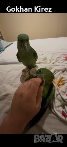Папагали Жълтотила Амазона, снимка 2 - Папагали - 50919056