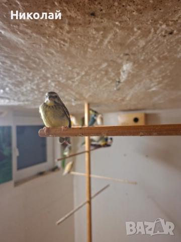 Мозамбикски Канарчетата!, снимка 3 - Амадини - 52827113