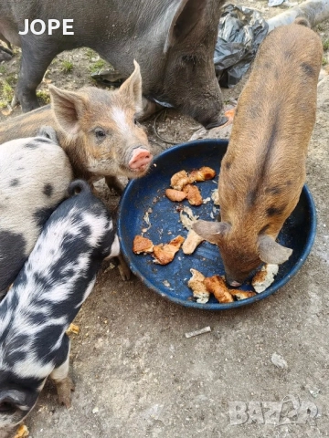 малки прасенца