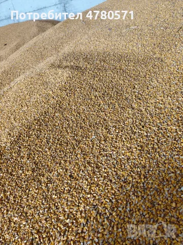 царевица за фураж 🌽, снимка 3 - За селскостопански - 56189491