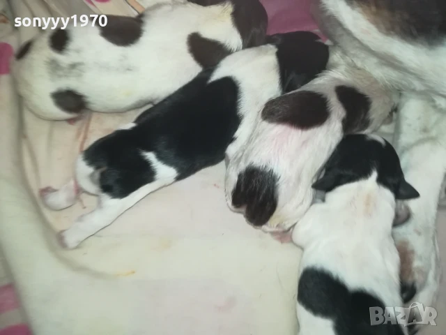 ДЖАК РЪСЕЛ БЕБЕТА-РОДЕНИ ДНЕС 11.08.25г 1108251838, снимка 5 - Джак ръсел териер - 51331559