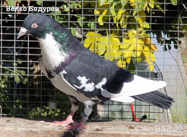 Пазарджишки високо летци. , снимка 6 - Гълъби - 52265511