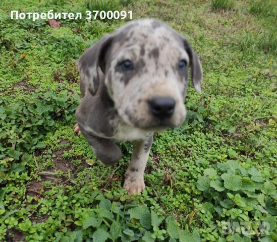 питбул / питбулчета , снимка 9 - Питбул - 52574243