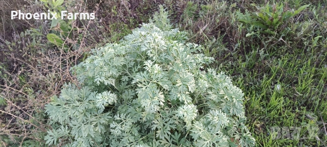 Пресни Рапани, Шипки, Билков Мед, пелин, снимка 11 - Домашни продукти - 51942912