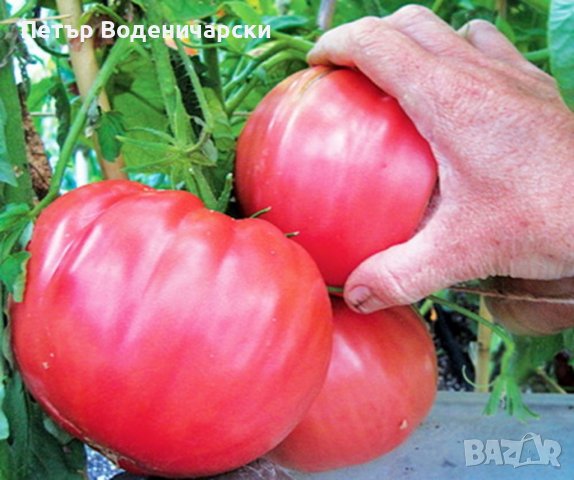 Био семе, расат на един от най-вкусните салатни сортове домати със супер, снимка 1