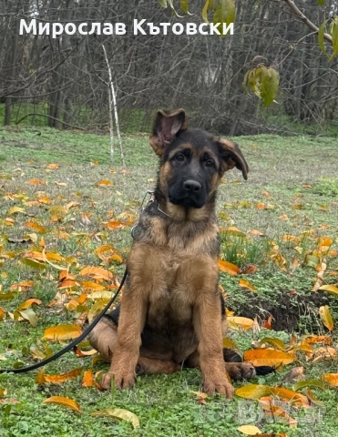 Елитни немски овчарки, снимка 9 - Немска овчарка - 51923395