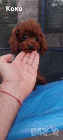 пудел Тийкъп/Той пудел за разплод , снимка 9 - Пудели - 51018130