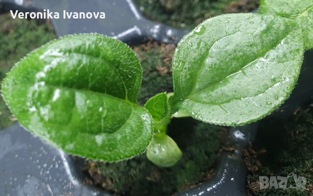 Эхинацея, снимка 4 - Градински цветя и растения - 53078180