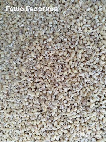 Белен ечемик ,за мелене,варене,печене ,първо качество с анализен сертификат