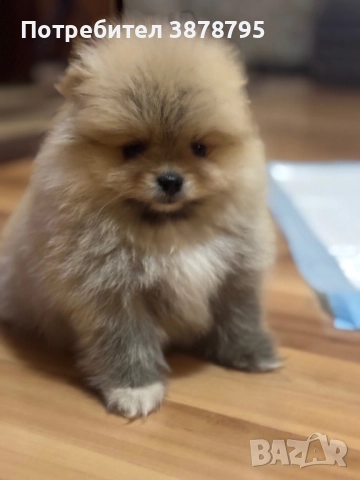 Малки изкушения