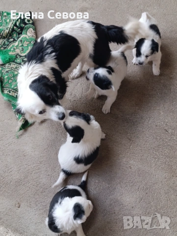 Продавам малки кученца 