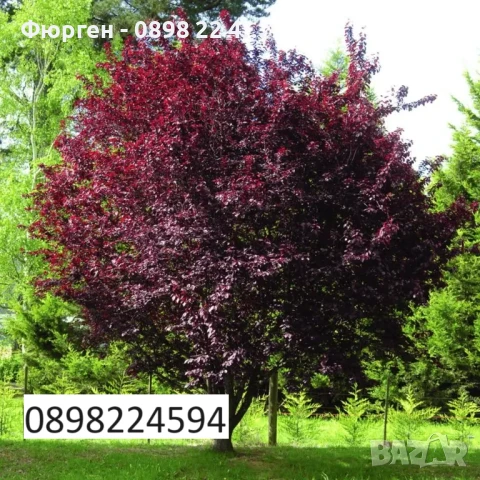 Червенолистна слива