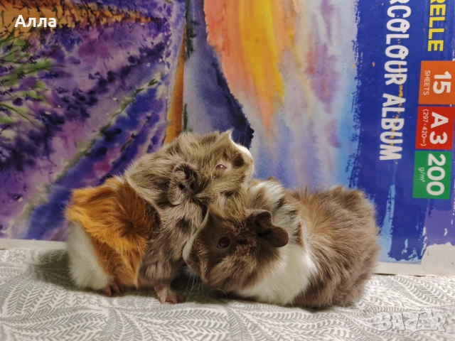 Малки морски свинчета, снимка 6 - Морски свинчета - 53875539