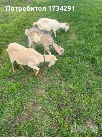 Продавам кози, снимка 2 - Кози - 54026117