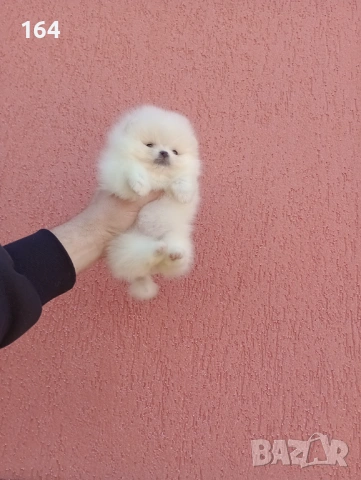 Миниатюрно момиче. Чисто бял мини Померан. Реални снимки !!! , снимка 9 - Померан - 53888642