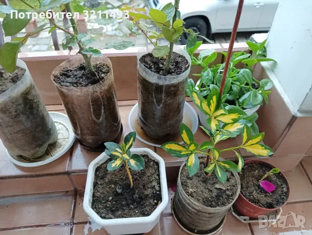 Продавам чашкодрян, салвия, алое,чемшир ,делосперма, снимка 9 - Градински цветя и растения - 34722969