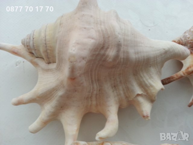 Морска красота за декорация, снимка 7 - Декорация за дома - 34004362