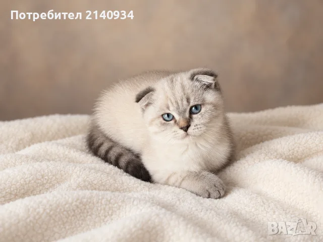  Синеоко шотландско клепоухо момиченце – Scottish Fold Blue-Eyed Princess