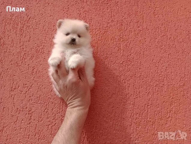 Померани.Реални снимки ! Мъжки и женски., снимка 3 - Померан - 54038182