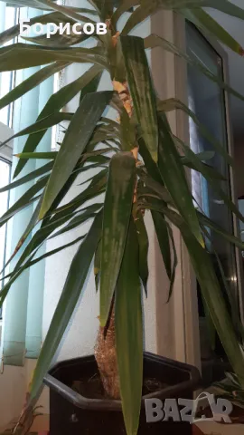 Палма Юка, снимка 2 - Стайни растения - 48695516
