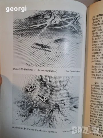 стари немски книги по зоология   10/1, снимка 9 - Антикварни и старинни предмети - 48902585