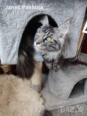 Хотел за домашни любимци котки, зайци,морски свинчета и др