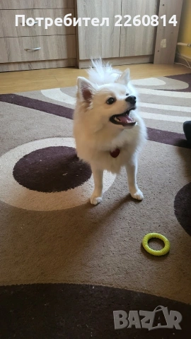 продавам померан спиц, снимка 2 - Померан - 53190075