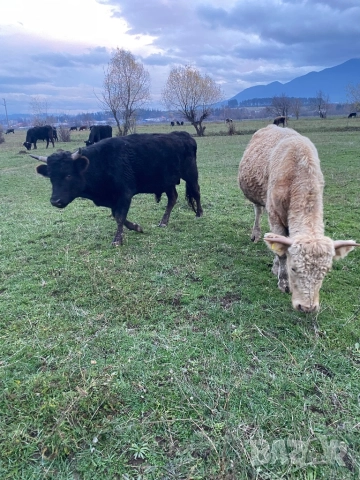 Телета и бикове, снимка 4 - Крави - 44952380