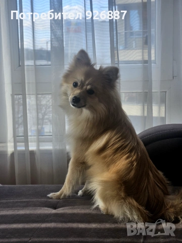 Мъжки померан мини шпиц, снимка 5 - Шпиц - 53343678