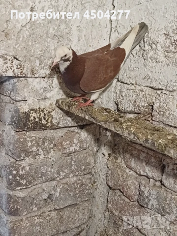 Свободни гълъби, снимка 6 - Гълъби - 50677179