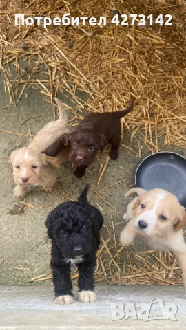 Кокер , снимка 2 - Кокер шпаньол - 53020295