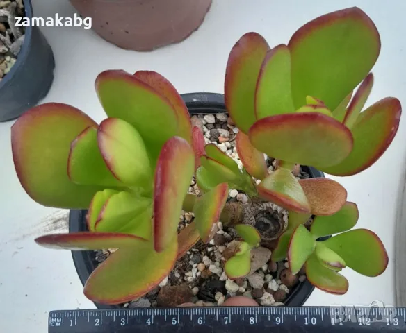 Красула, дървото на живота (Crassula ovata), сукулентно растение