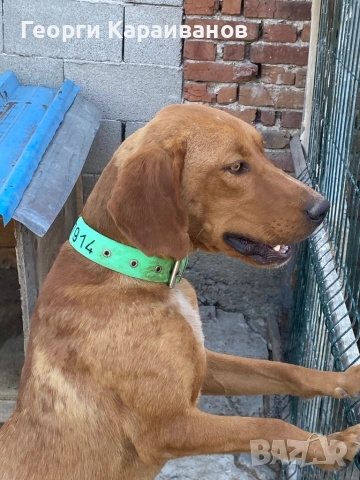 Гонче дълго гонещо , снимка 3 - Гонче - 52184081