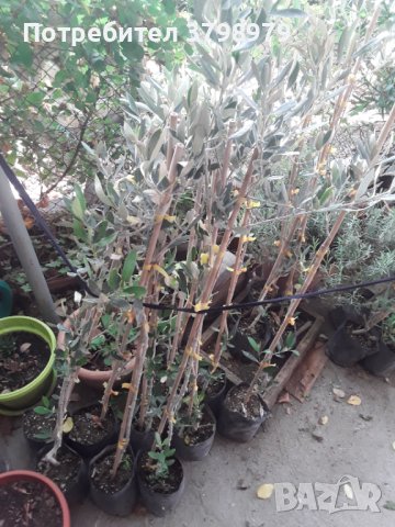 Маслинови дръвчета, маслини., снимка 1 - Градински цветя и растения - 42754872