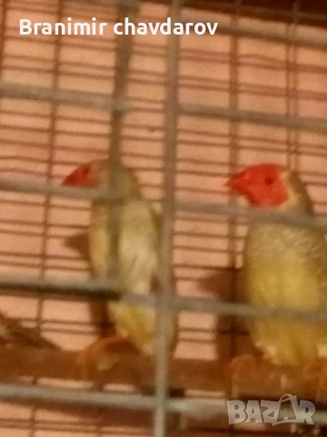 Продавам трастикови  белолики гулдови амадини, снимка 3 - Амадини - 50845325