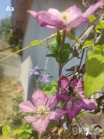 Продавам семена на Клематис - тъмно син и розов, български сорт, снимка 9 - Сортови семена и луковици - 50887014