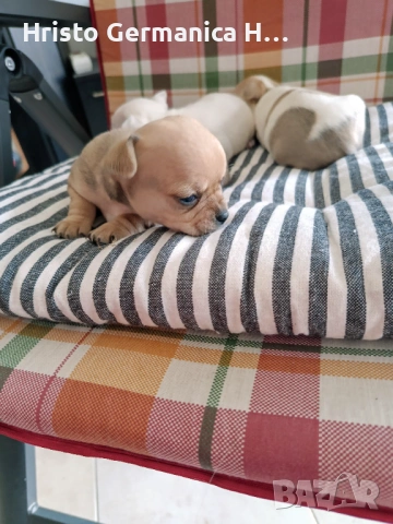 мини чихуахуа, снимка 3 - Чихуахуа - 54158024