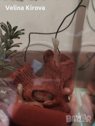 Аквариум със сомчета, снимка 3 - Рибки - 53145009