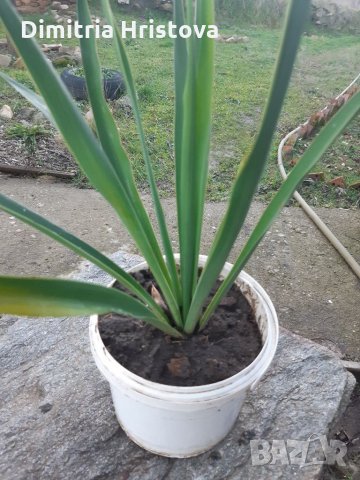 Промоция /Юка градинска, снимка 2 - Градински цветя и растения - 35297697