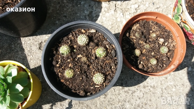 кактуси.алое,дебелец цена за всички, снимка 8 - Градински цветя и растения - 51708237