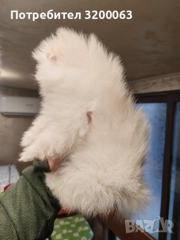 Померан мини мъжко , снимка 4 - Померан - 52878318