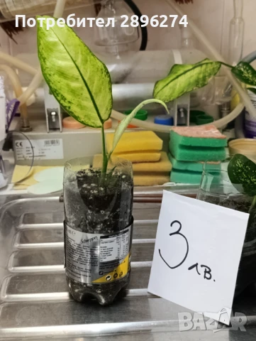  Дифенбахия !!! РАЗПРОДАЖБА (-40%)!!!, снимка 2 - Стайни растения - 46264327