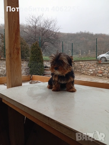 Йоркширски териер 