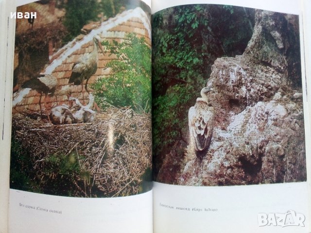 Защитените птици в България - Т.Мичев,Н.Райков - 1980г. , снимка 5 - Енциклопедии, справочници - 42235831