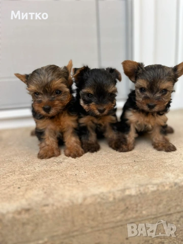 Йоркширски териер , снимка 4 - Йоркширски териер - 51544633