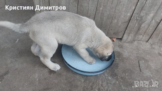 Продавам мъжко кангалче , снимка 3 - Кангал - 52844590