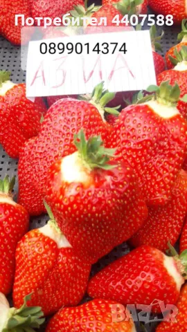 Расзад ягоди и малини , снимка 12 - Разсади - 49488622