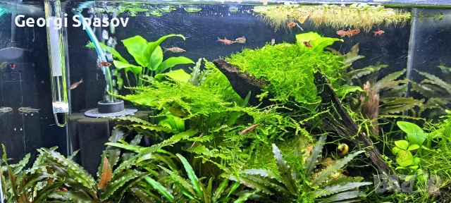 Продавам 25 литров аквариум, снимка 2 - Аквариуми - 54128694