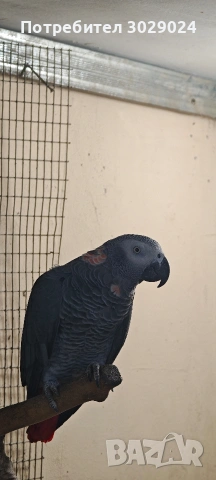 чифт жако за развъждане